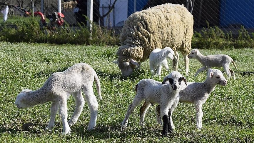 Konfirmohet rasti i parë i lisë së deleve dhe dhive në Kosovë