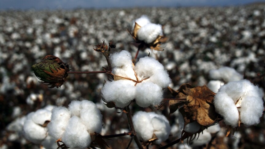 Pamuk fiyatları küresel ekonomideki yavaşlama beklentilerine rağmen yükselişini sürdürüyor