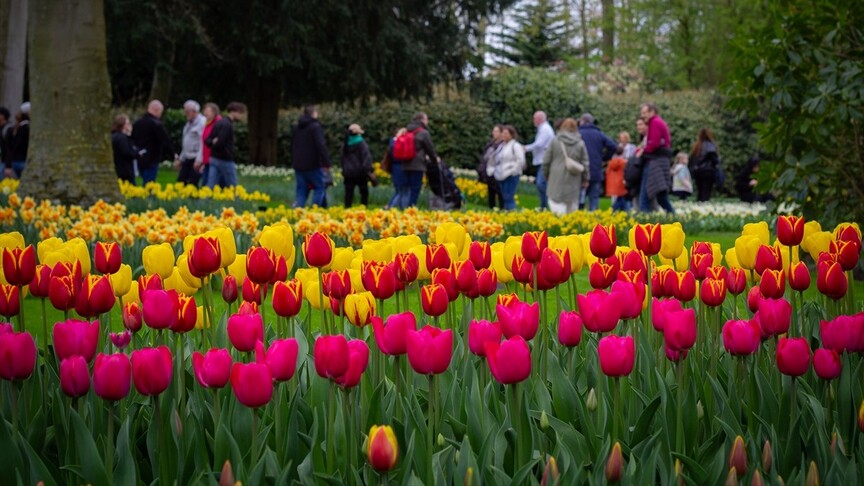 Hollanda’da lale zamanı başlarken, Keukenhof kapılarını 77’nci kez ziyaretçilere açtı