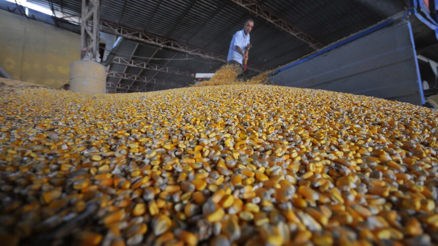 Mısır ithalatında arz güvenliği ve fiyat istikrarı için  tarife kontenjanı açıldı