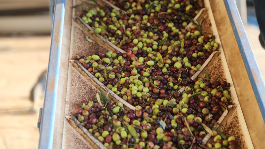 Türkiye, zeytinyağı üretiminde küresel pazarda yeni güç oluyor