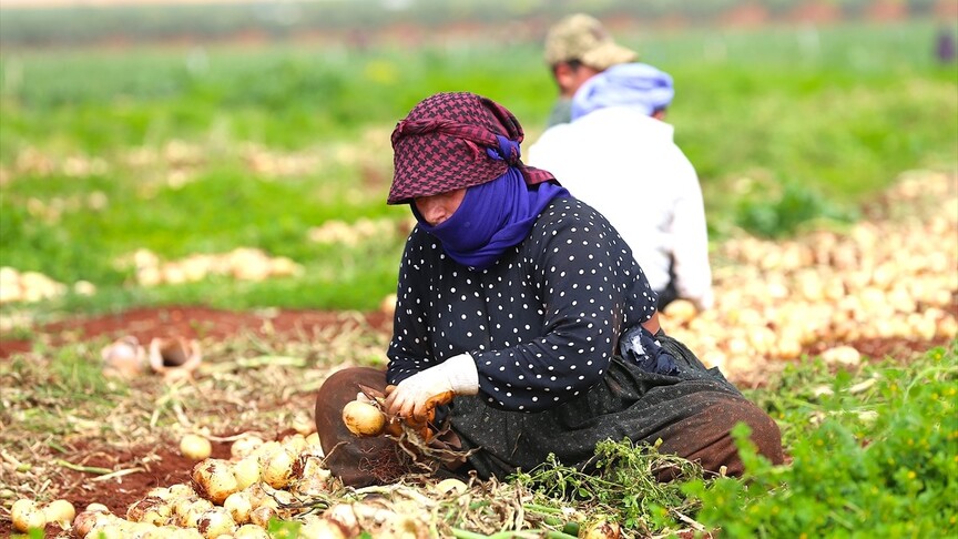 Hatay'da turfanda soğan hasadına başlandı
