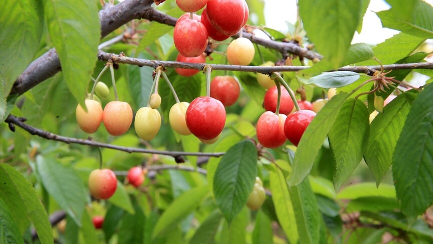 Manisa'da 2026 yılının ilk kiraz hasadı yapıldı