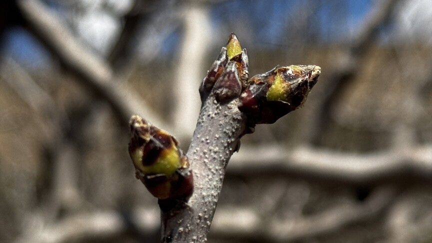 Siirt'te yağışlar fıstık üreticilerinde "yok yılı"na rağmen yüksek verim beklentisini artırdı