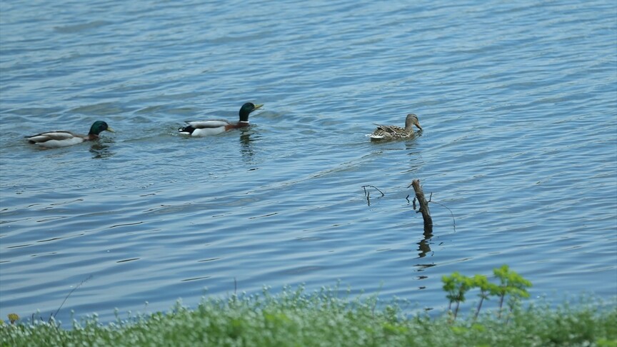 Sakarya'nın sulak alanları, göçmen balıkçılgiller için güvenli liman
