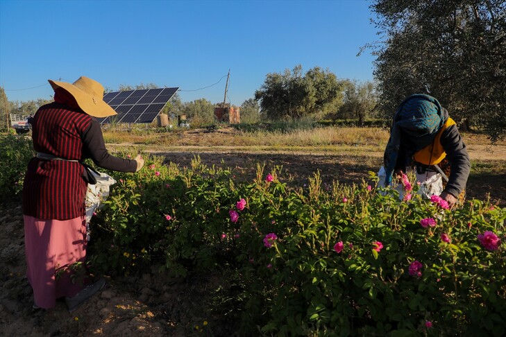 Në Kairouan të Tunizisë  kultivimi i trëndafilave të Damaskut i jep shtysë ekonomisë lokale