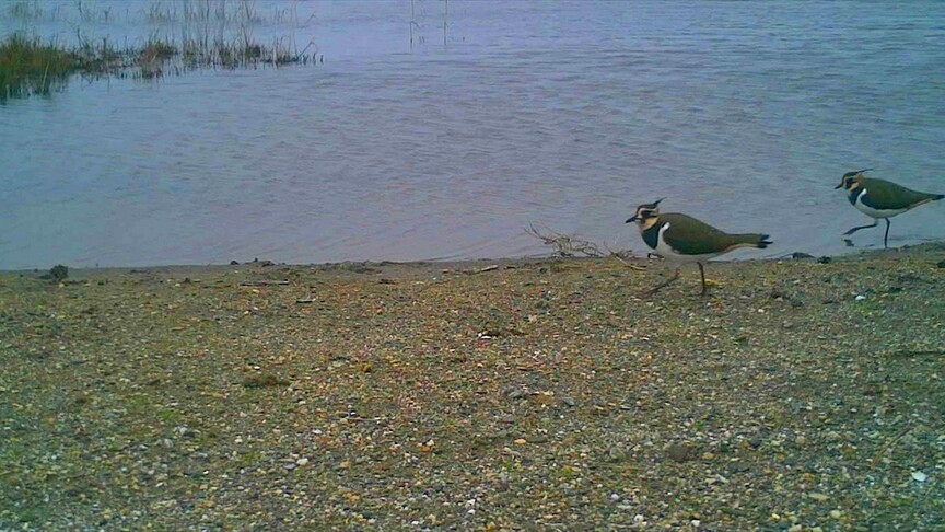 Kızılırmak Deltası'ndaki kuş hareketliliği fotokapanlarla gözlem altına alındı