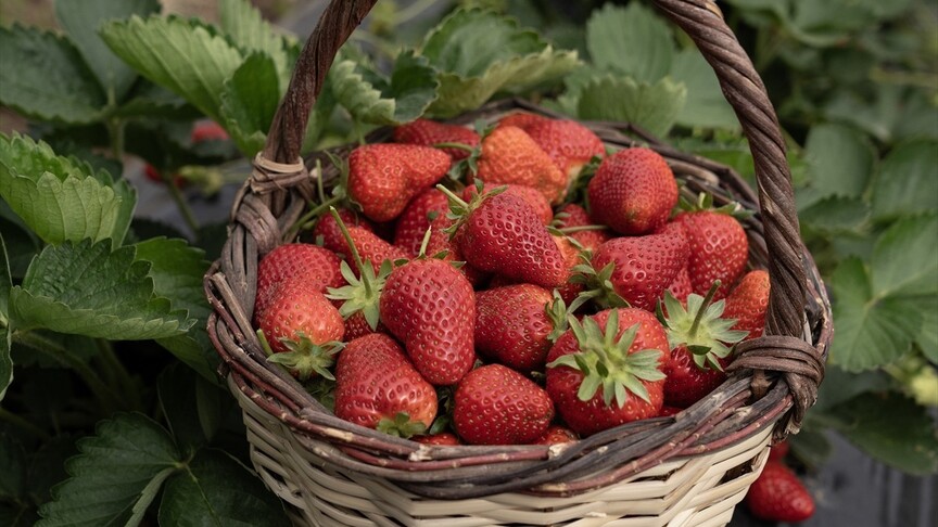 Emiralem'deyağışlar verimi artırdı