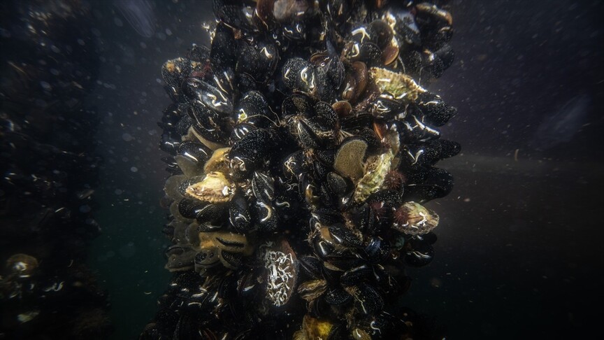 Marmara Denizi'nde Pinaların Yeni Habitatı Keşfedildi