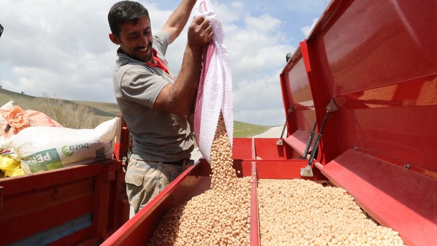 Artan yağışlar nohutta rekolte beklentisini artırdı