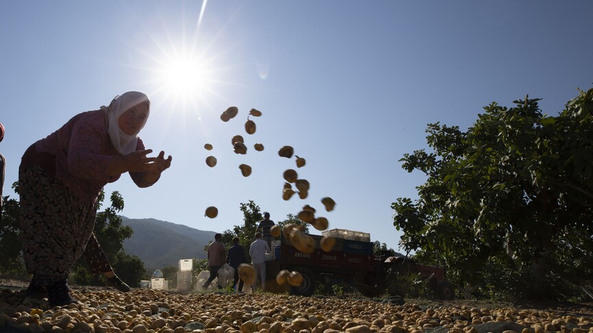 Dünya Meteoroloji Örgütü: Aşırı sıcaklar 1 milyardan fazla kişinin geçim kaynakları için tehdit