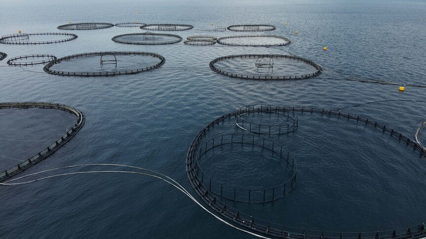 Muğla'dan yılın ilk çeyreğinde 198 milyon dolarlık balık ihracatı yapıldı