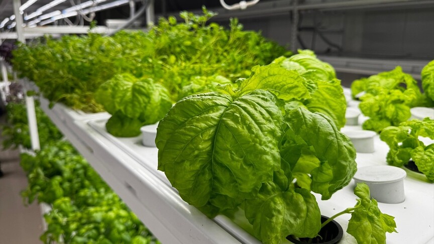 İstanbul Kapalı Dikey Tarım Uygulama Merkezi, megakentliler için çilek üretimine hazırlanıyor