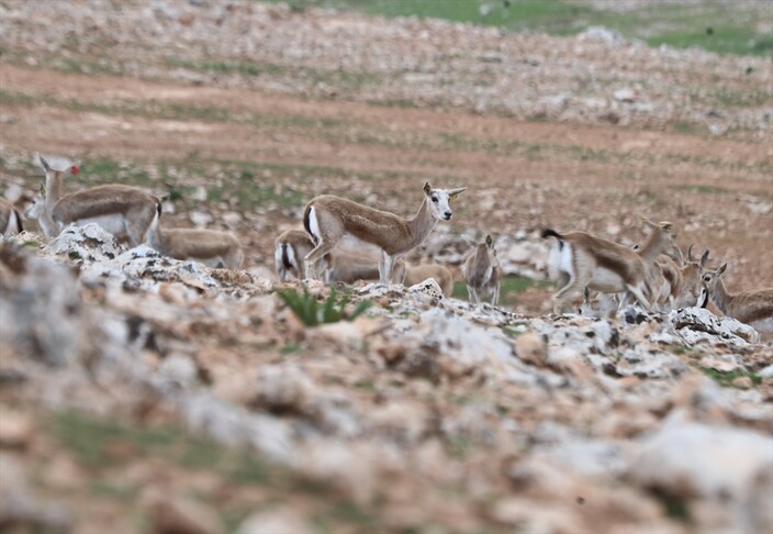 **Urfa Ceylanlarının Envanteri Yapay Zeka Desteğiyle Çıkarılıyor**