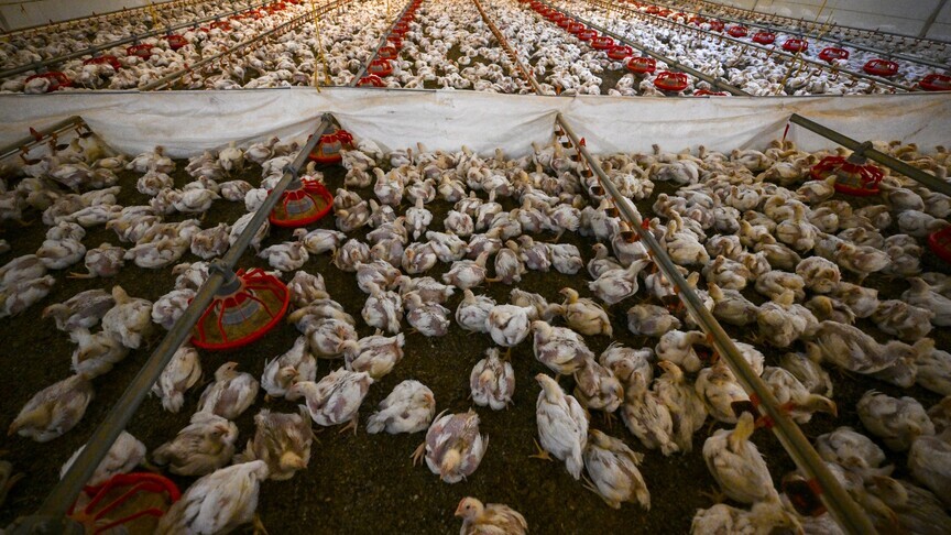 Britani  mijëra qytetarë padisin prodhuesin e pulave dhe kompaninë e ujit për ndotjen e lumenjve