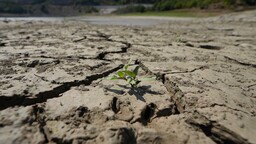 DOSYA: Kuraklığın gölgesinde tarım