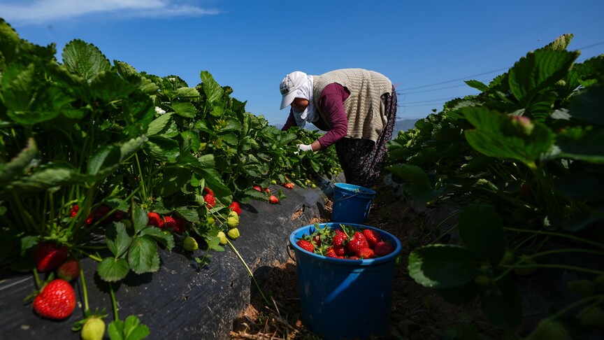 Bakan Yumaklı, yaklaşık 1,4 milyar lira tarımsal destekleme ödemesinin bugün yapılacağını bildirdi