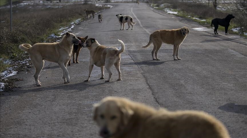 Şanlıurfa Halfeti'de Köpek Saldırısı: 70 Yaşındaki Vatandaş Yaralandı
