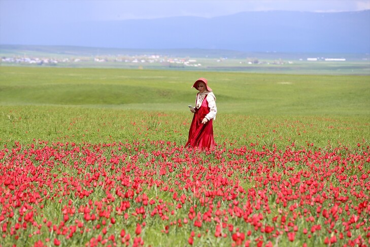 Yayılış alanı daralan Muş lalesi bilim insanlarının takibinde