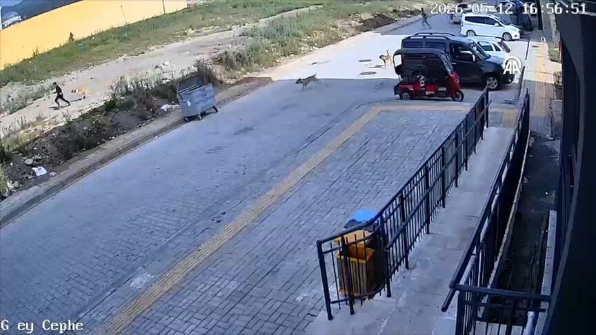 Hatay'da sahipsiz köpeklerin çocuğu kovalaması güvenlik kamerasında