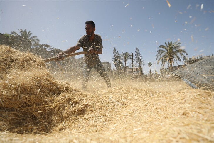 Pavarësisht tokës së kufizuar dhe bllokadës  fermerët në Gaza nuk heqin dorë nga mbjellja e grurit