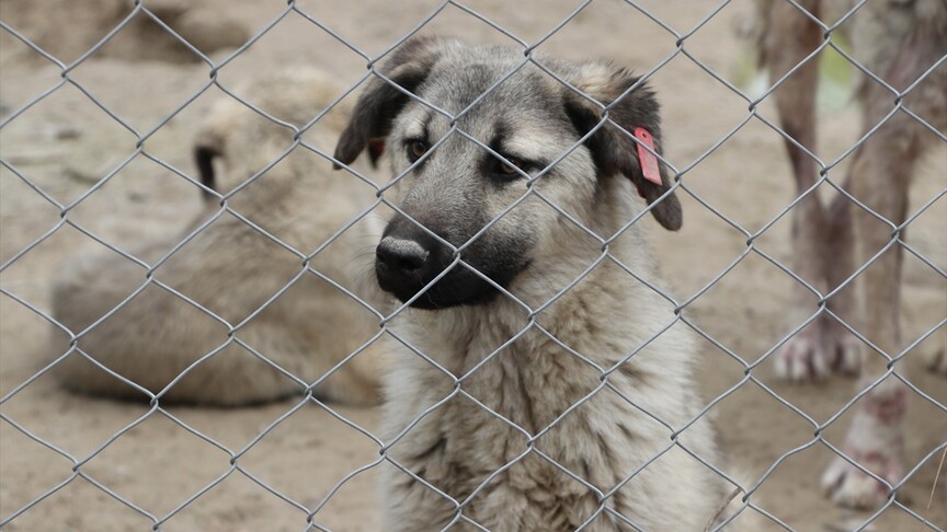 Kilis'te son iki yılda yaklaşık 3 bin sahipsiz köpek toplandı