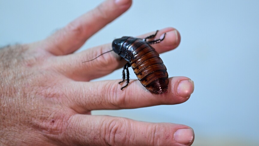 Australia seizes over 100,000 illegal exotic cockroaches in largest invertebrate bust yet