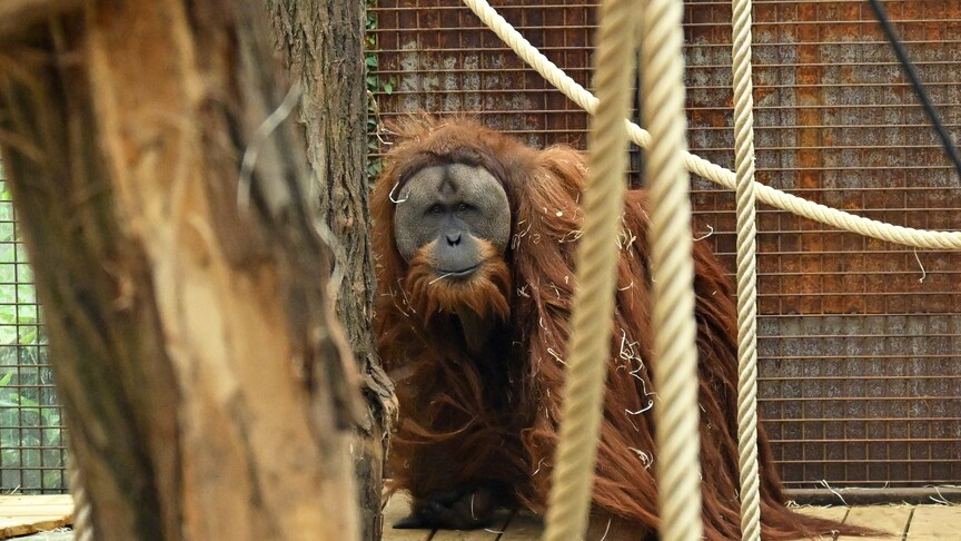 Sumatra'da sel sularının ortasında bir Tapanuli orangutanı