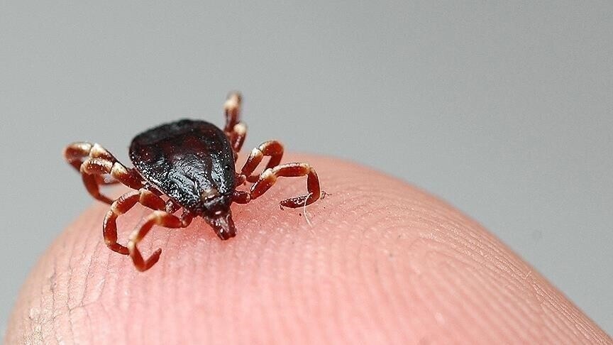 Kafshimet e rriqrave të lidhura me alergjinë ndaj mishit mund të prekin deri në 450 mijë amerikanë