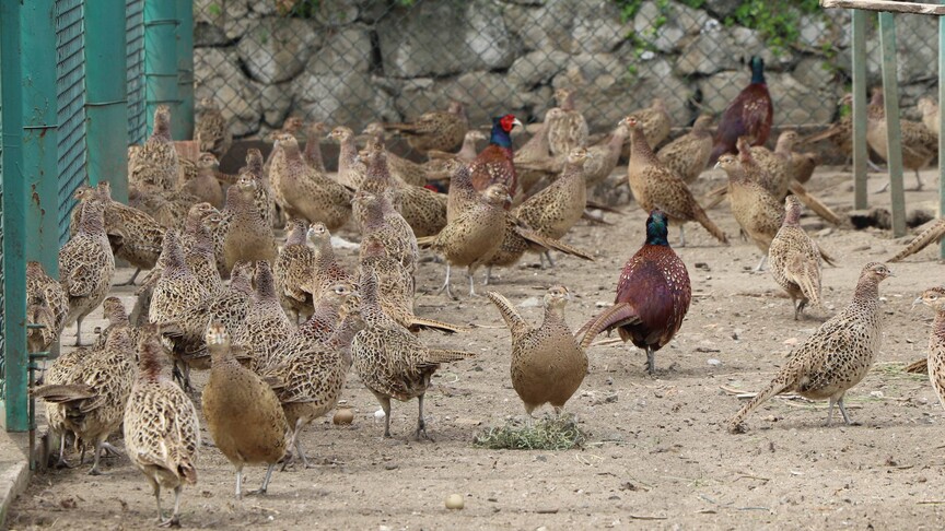 Kene ve kahverengi kokarca tehdidine karşı keklik ve sülün ordusu hazır