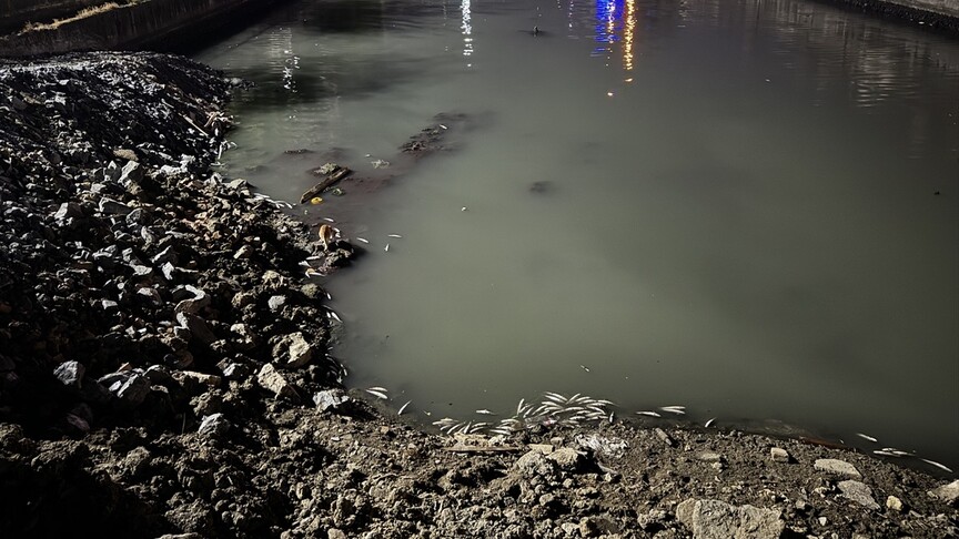 Bakırköy'de dere yatağında kıyıya vuran ölü balıklar