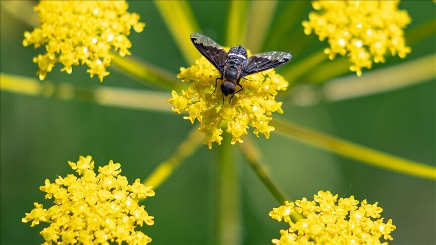 Shkencëtarët  Miliona lloje insektesh mbeten të pazbuluara