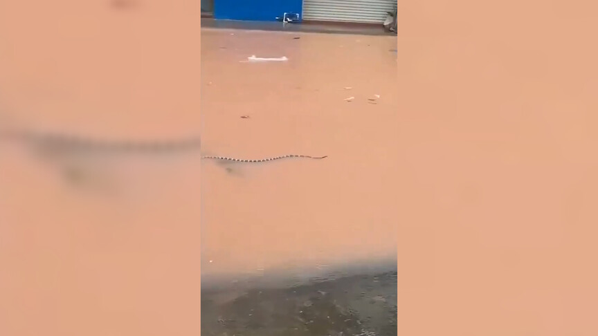 Çin'de sellerin vurduğu çiftlikteki yaklaşık 900 yılan kaçtı haber görseli