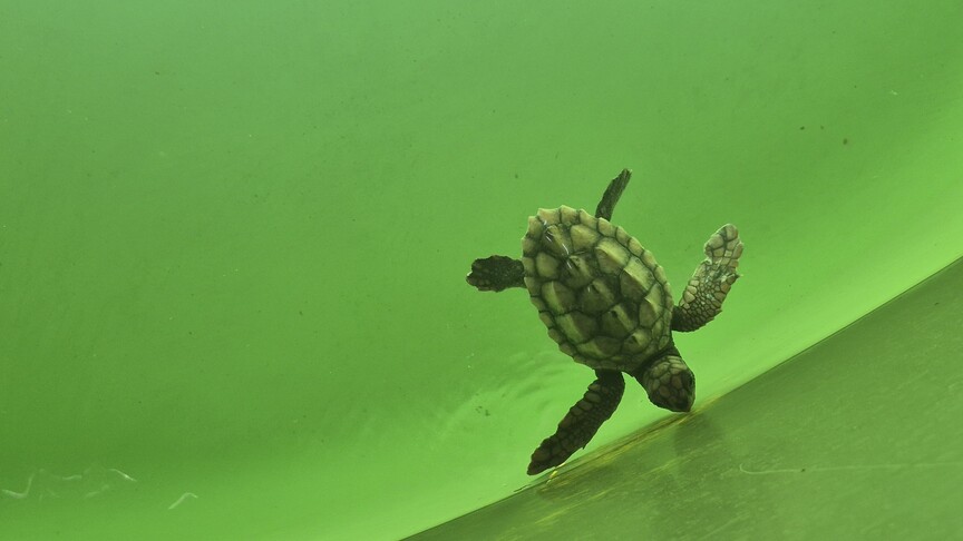 Caretta caretta yavruları mavi sularla buluşmaya başladı haber görseli