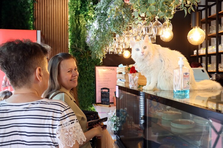 Kafeneja e parë  Cat Cafe  në Shkup ofron përvojë unike dhe mundësi të re për macet endacake