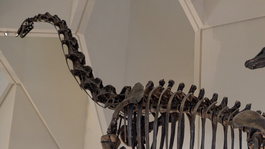 T-Rex fossil sets auction record with $50.1M price tag