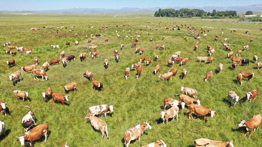 Kars'ta kayıtlı mera alanı 418 bin hektara yükseldi haber görseli