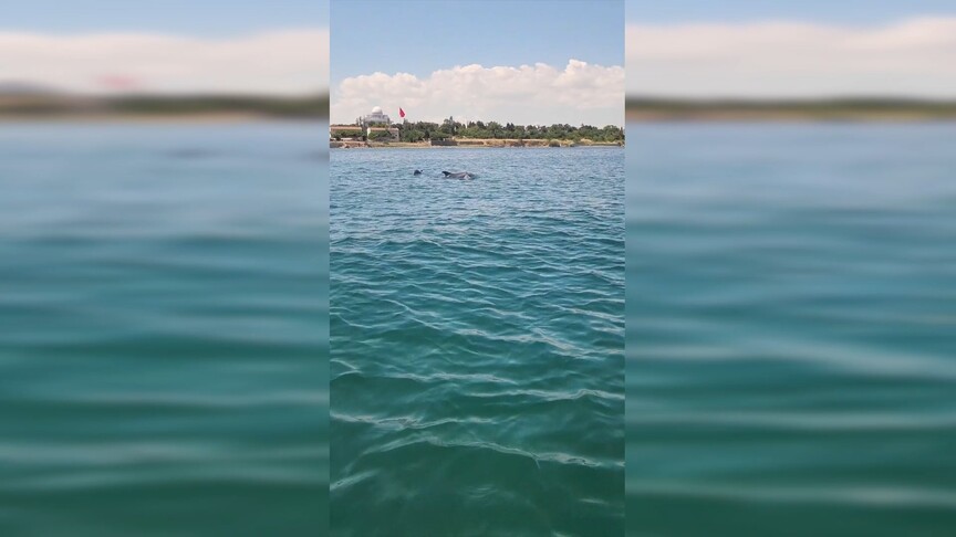 Tekirdağ açıklarında 2 yunus görüntülendi haber görseli