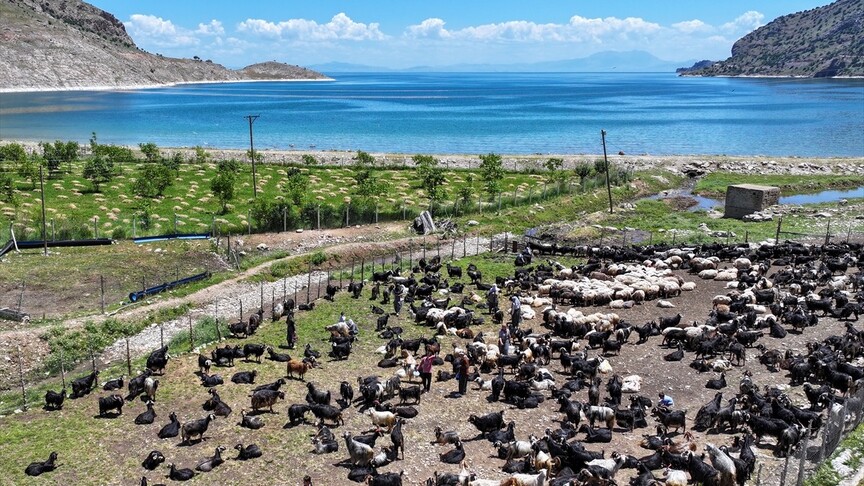Koyun kırkımı sonrası doğaya bırakılan yünler çevreyi tehdit ediyor haber görseli