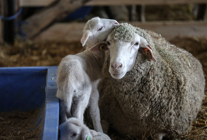 TİGEM 60 bin kilogram merinos yapağı satacak haber görseli