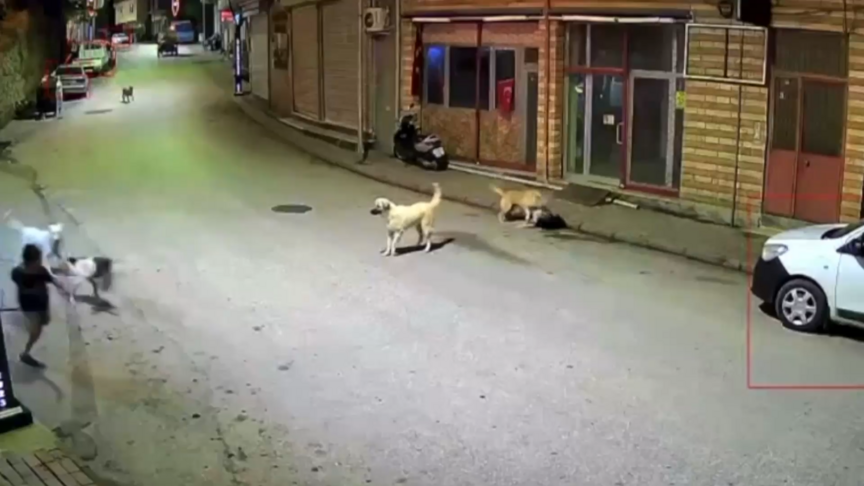 Ordu'da çocuğun sahipsiz köpeklerin saldırısına uğraması kameraya yansıdı haber görseli