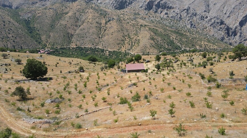 Emekli öğretmen diktiği 80 bin fidanla atıl arazileri üretime kazandırdı