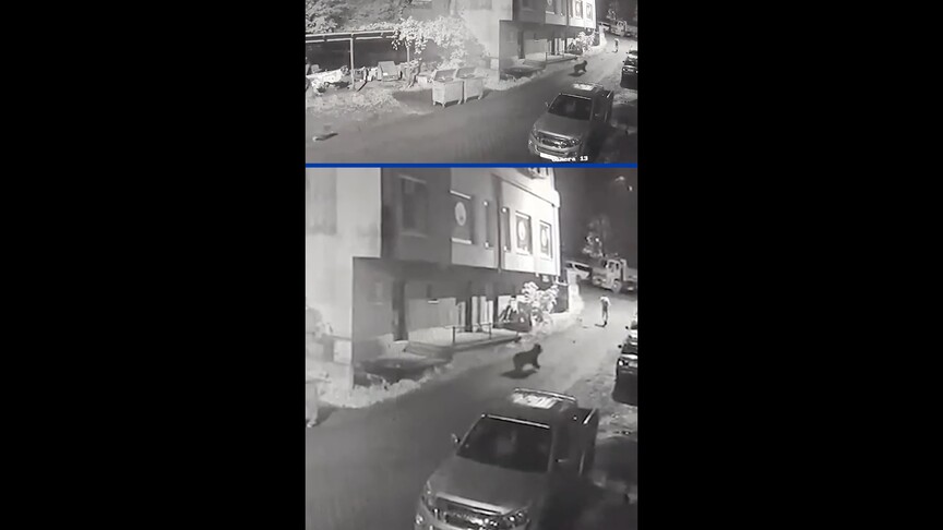 Rize'de bir kişinin anne ayı ve yavrularından kaçış anları güvenlik kamerasında haber görseli