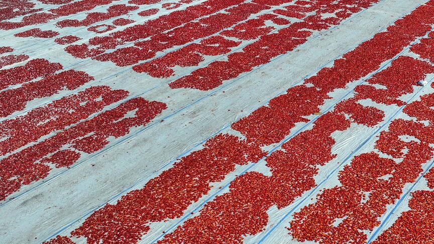Türkiye ilk yarıda kurutulmuş domatesten 60 milyon 989 bin dolar kazandı haber görseli