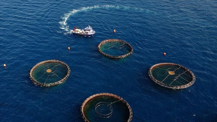 Karadeniz'in su ürünleri ihracatı yılın ilk yarısında 186 milyon doları aştı haber görseli
