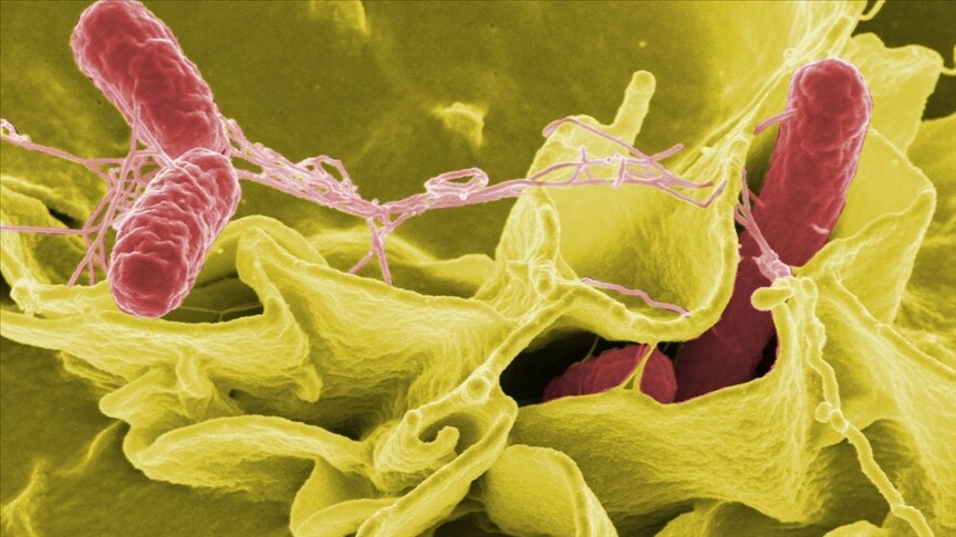 ABD'de jalapeno biberlerinden kaynaklandığı düşünülen salmonella salgını 27 eyalete yayıldı