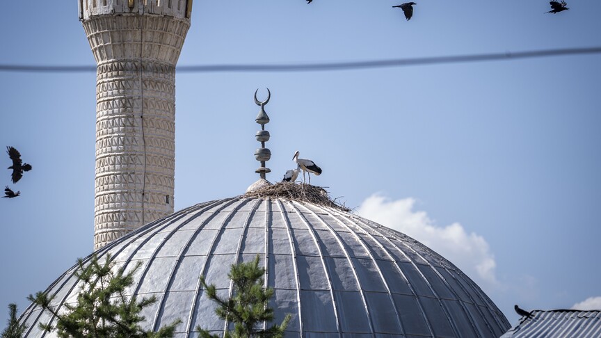 Një xhami në Erzurum është bërë  fole  për lejlekët
