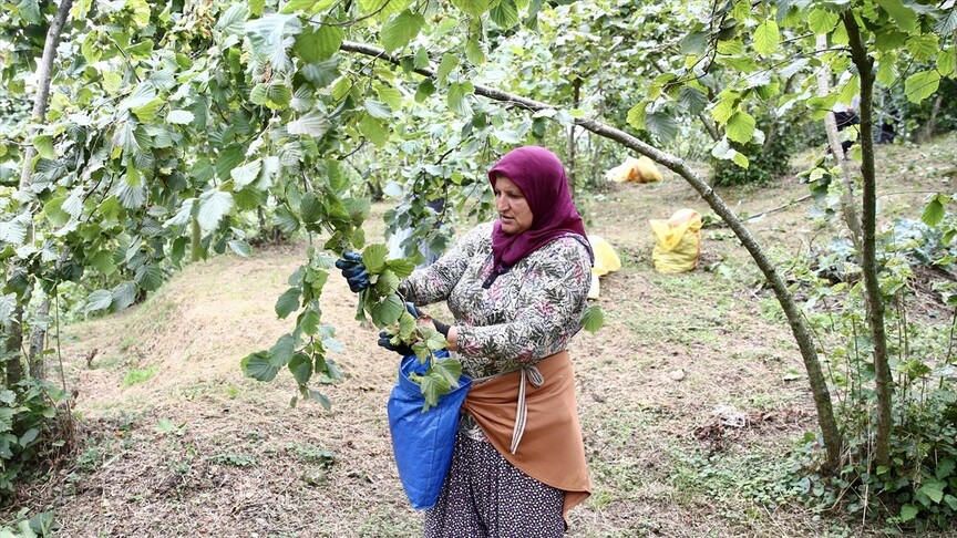Giresun'da fındık hasadı başladı