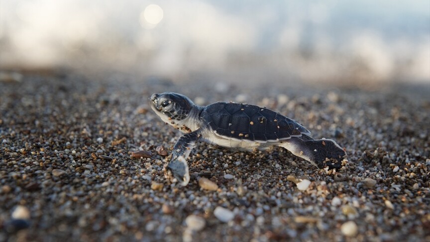 Antalya'da caretta caretta yavrularının mavi sularla buluşması sürüyor haber görseli