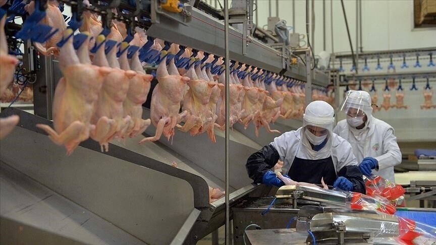 Tavuk eti üretimi haziranda yıllık bazda yüzde 14,7 arttı haber görseli